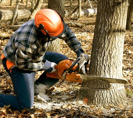 Tree Removal in Goltry, OK